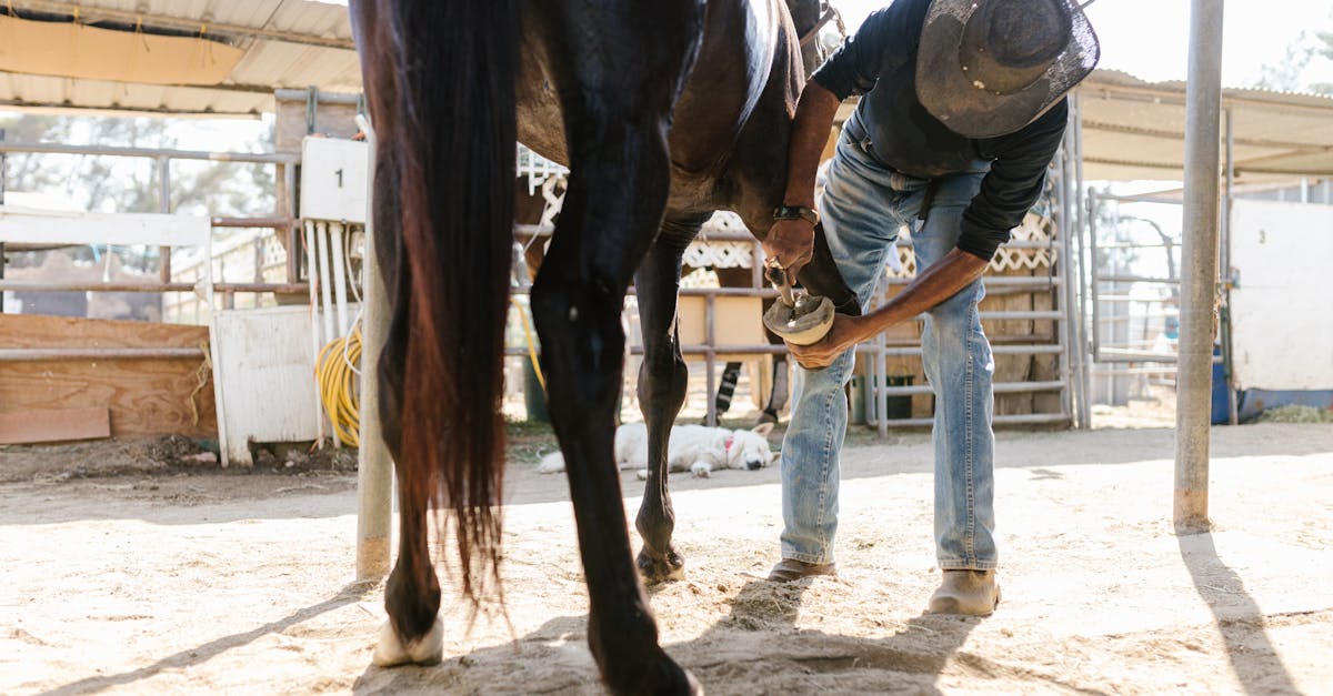 ¿Por qué los caballos necesitan herraduras? Descúbrelo aquí.