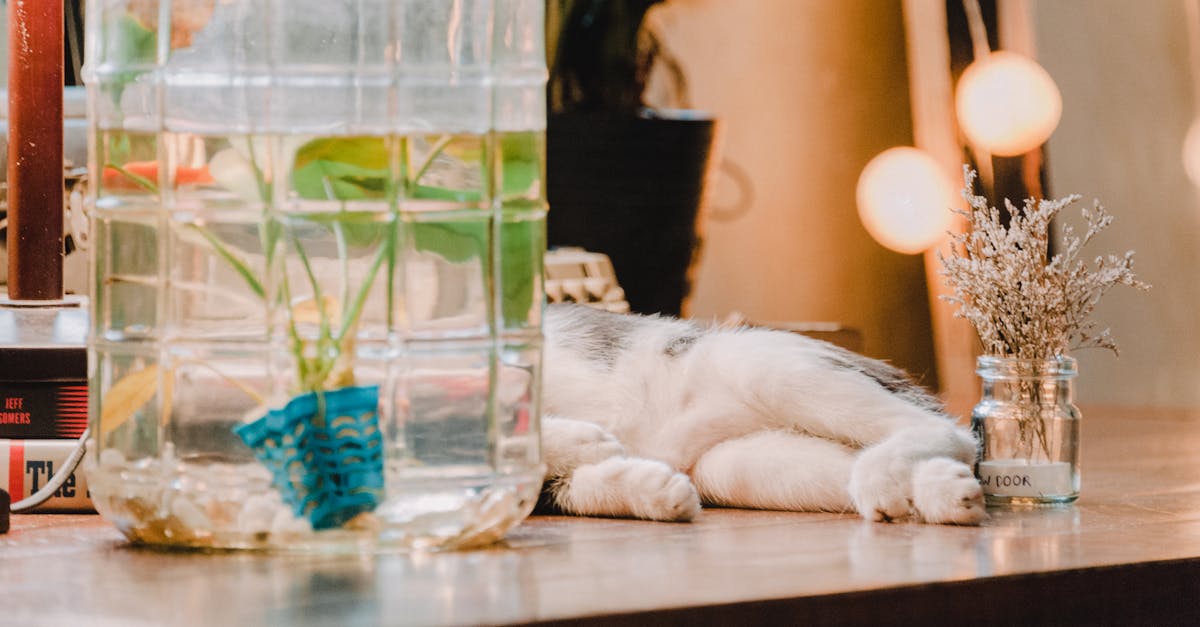 ¿Por qué los gatos evitan el agua? Descubre la razón aquí.
