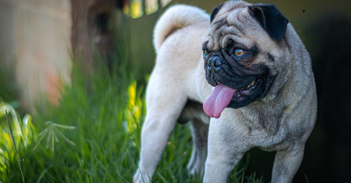 ¿Por qué los perros tienen cola y cuál es su función?
