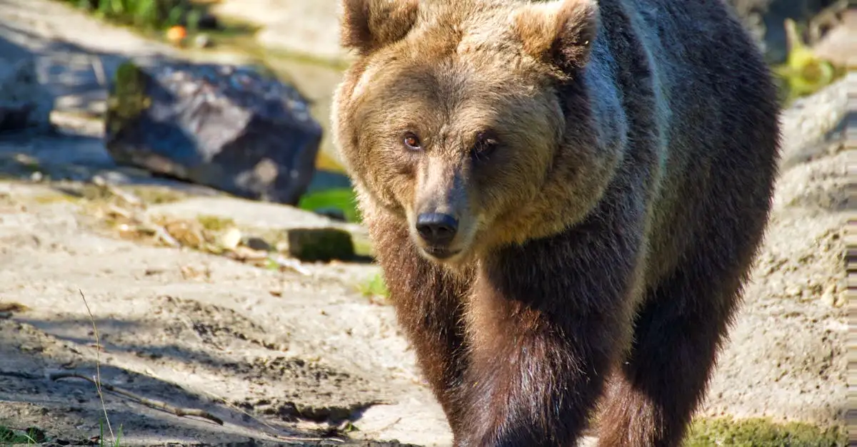 ¿Cuál es el oso más grande: Kodiak o Grizzly?