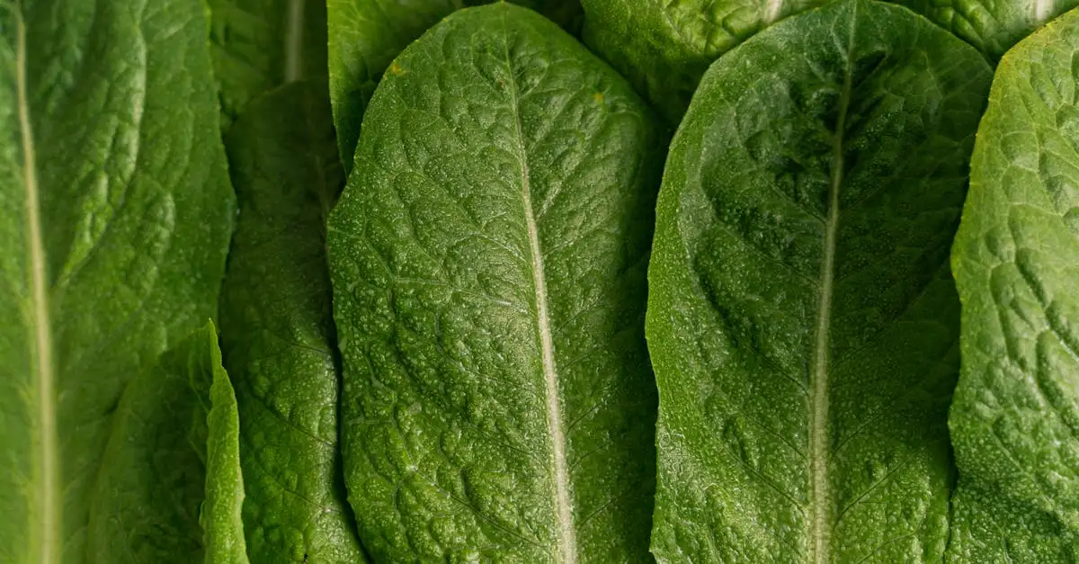 ¿Cuál es la diferencia entre dieta vegana y vegetariana?