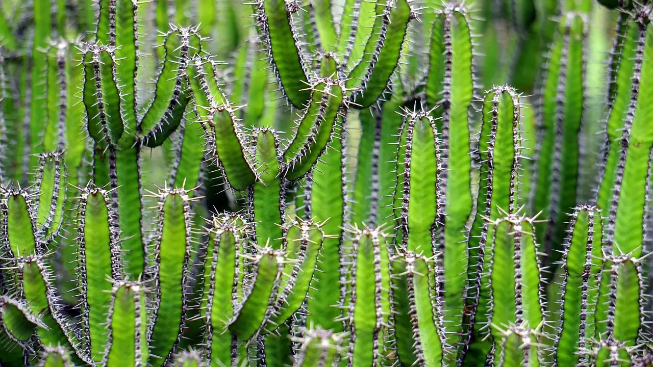 ¿Cuáles son las 3 mejores atracciones turísticas en Arizona?