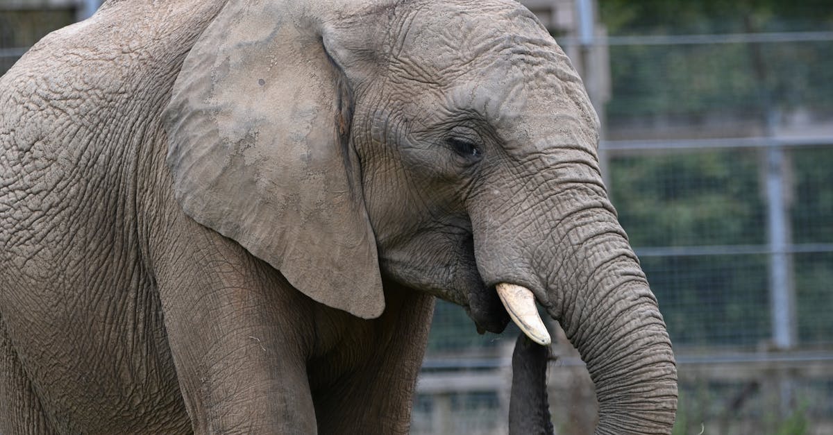 ¿El mamut es un antepasado del elefante moderno?
