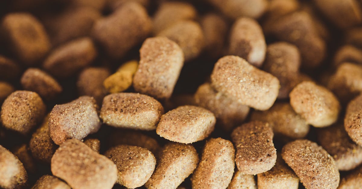 ¿Es mejor el alimento para perros sin granos y con carne?