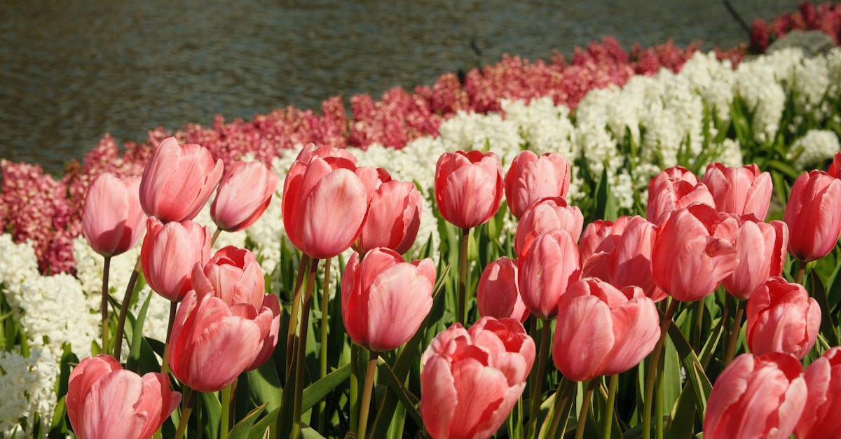 ¿Por qué el Keukenhof encanta a turistas y neerlandeses?