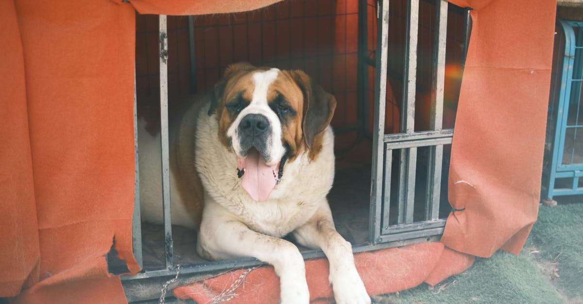 ¿Por qué el San Bernardo es el perro de rescate ideal?