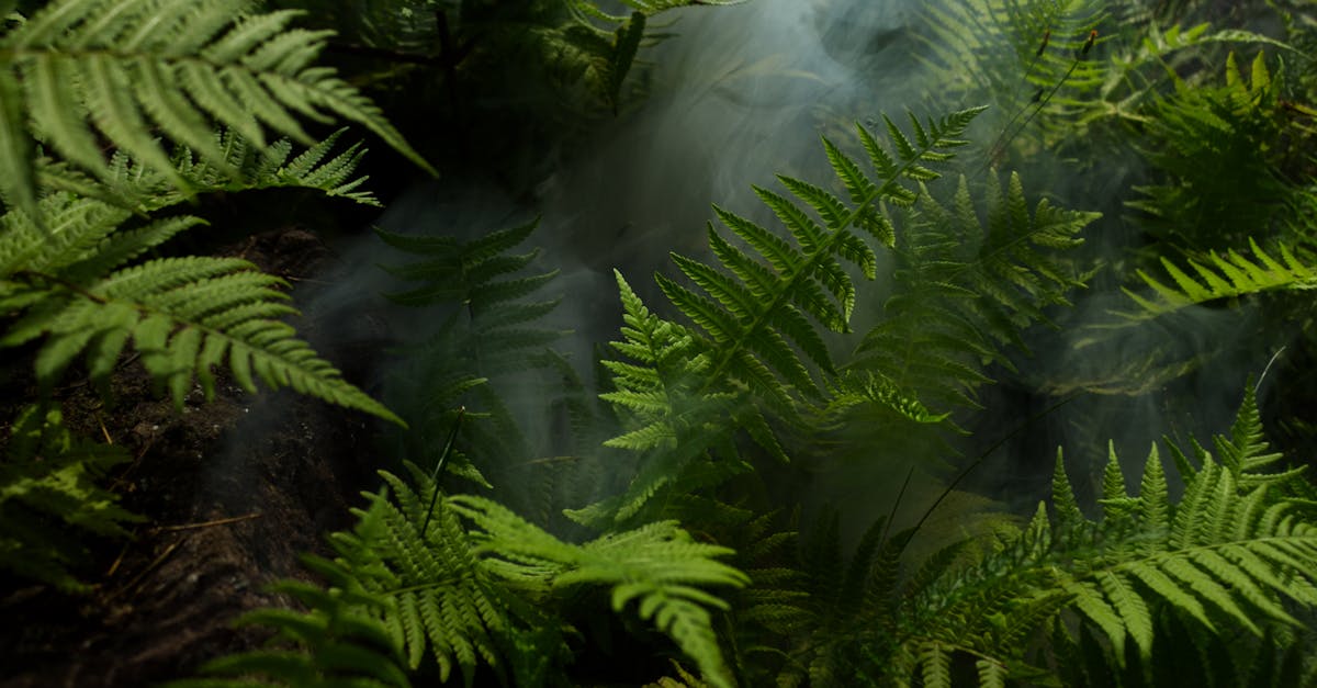 ¿Por qué es crucial la selva amazónica para nuestra vida?