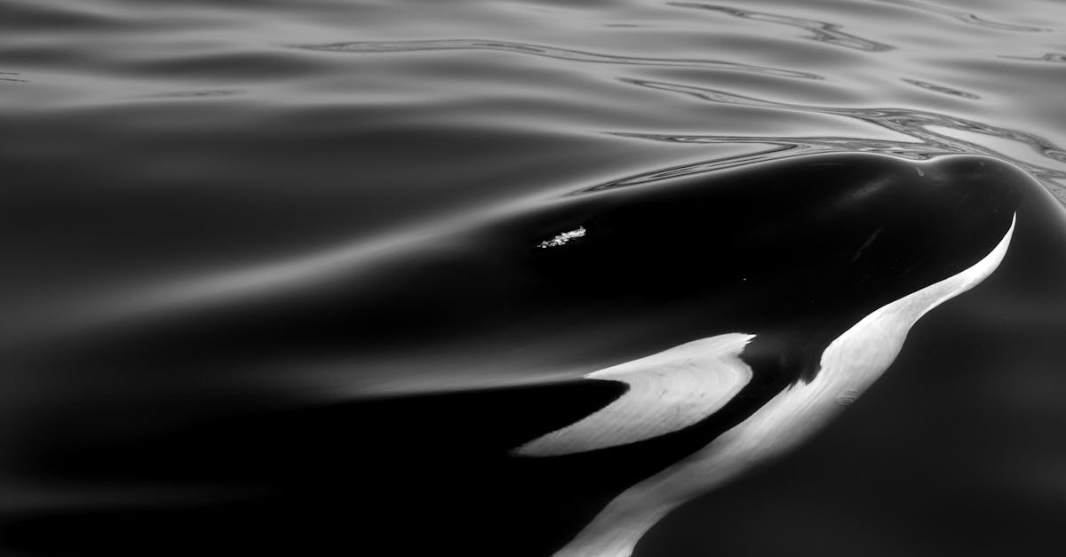 ¿Por qué la orca es conocida como ballena asesina?