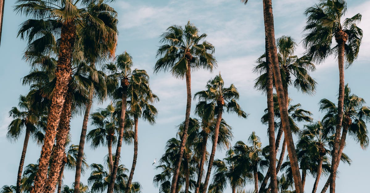 ¿Por qué las vacaciones son esenciales para tu bienestar?