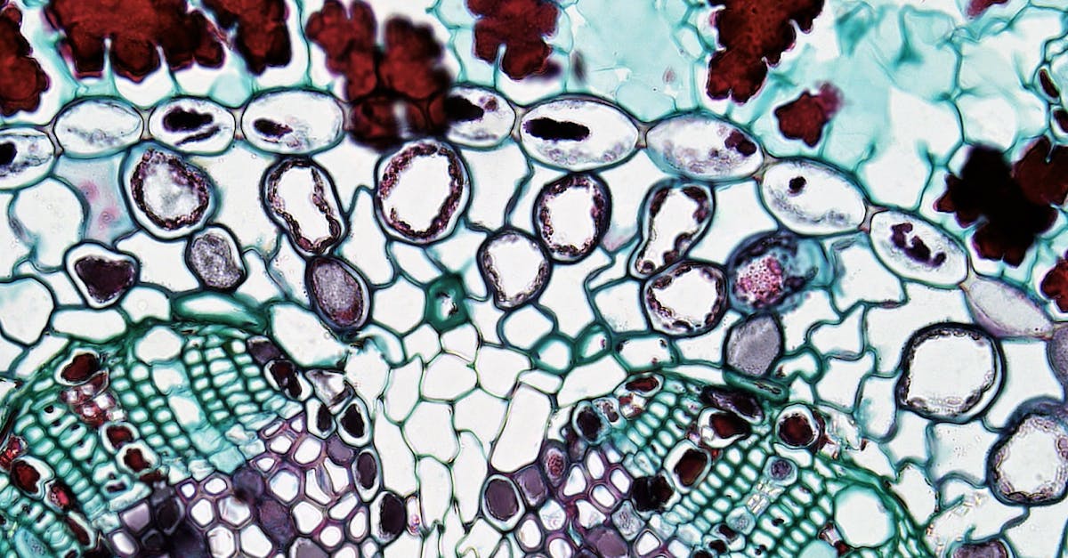 ¿Por qué los animales carecen de pared celular en sus células?