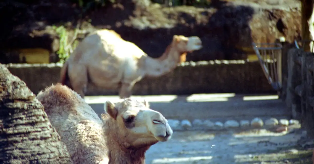 ¿Por qué los camellos tienen 2 jorobas y los dromedarios 1?