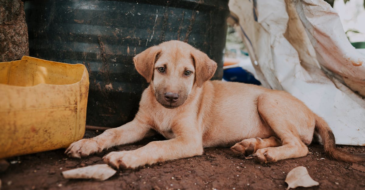¿Por qué mi cachorro orina en casa? Soluciones efectivas.
