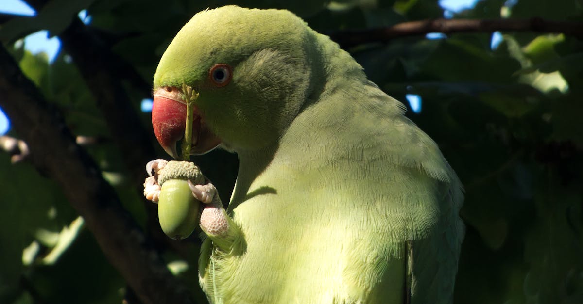 ¿Por qué mi loro está hinchado y duerme en exceso?