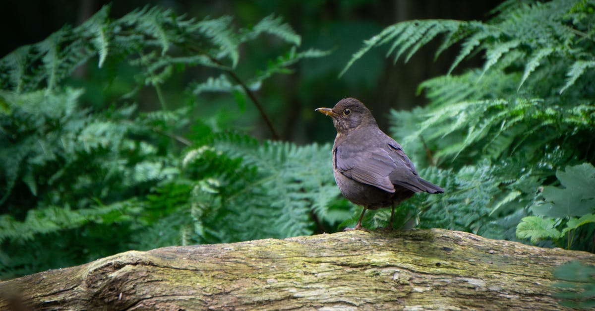 ¿Qué aves comunes puedes ver en los Países Bajos?
