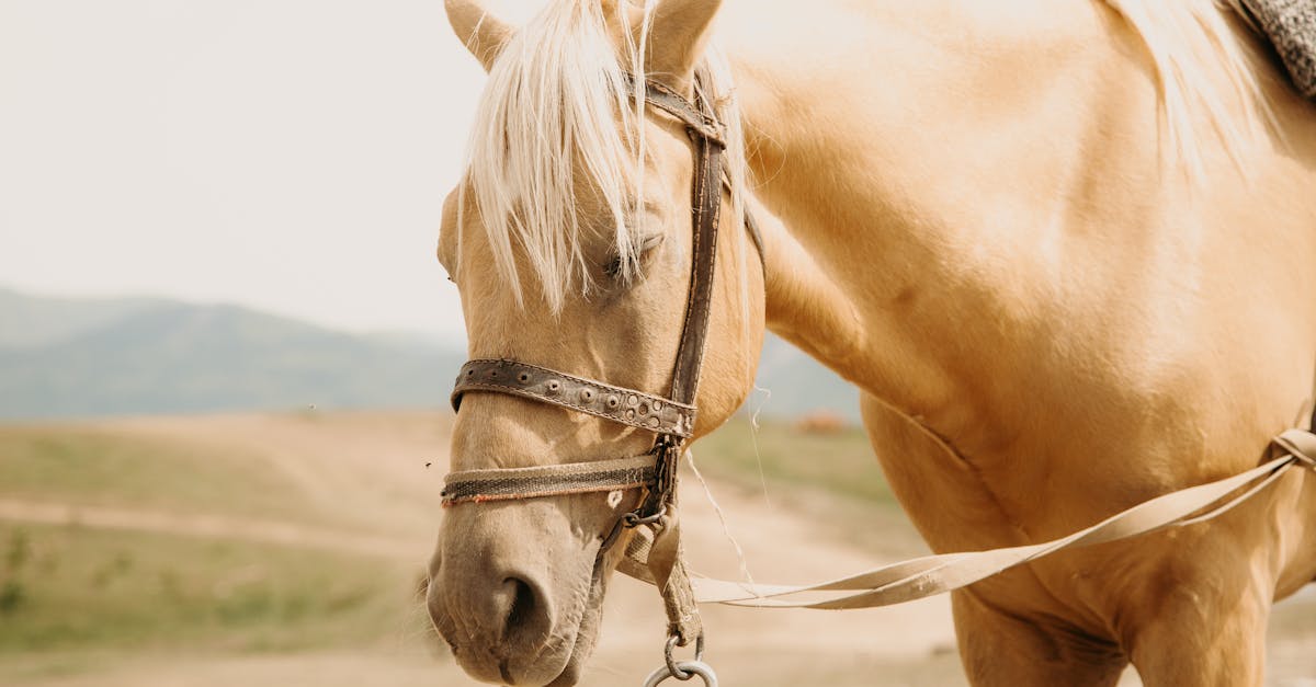 ¿Qué caracteriza a un caballo palomino y su singularidad?