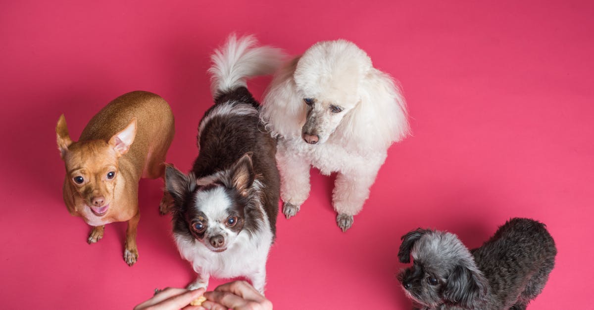 ¿Sabes cuáles son los mejores animales para tener como mascotas?