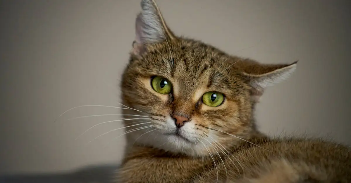 ¿Cómo cuidar el pelaje de tu gato de manera efectiva?