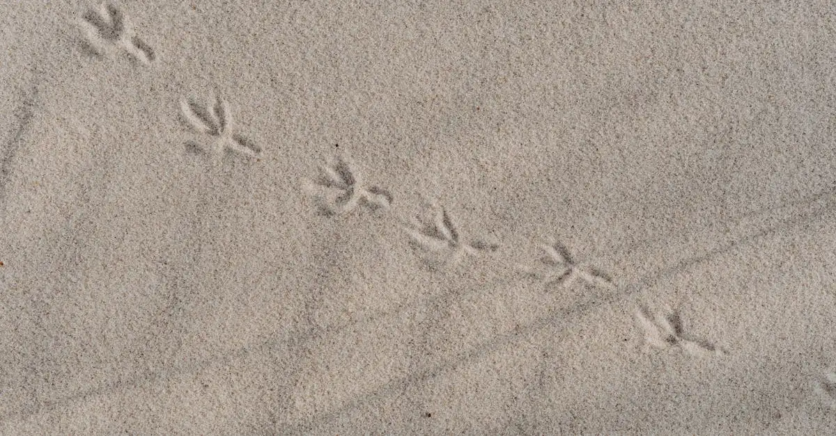 ¿Cómo las huellas fósiles muestran el comportamiento de dinosaurios?