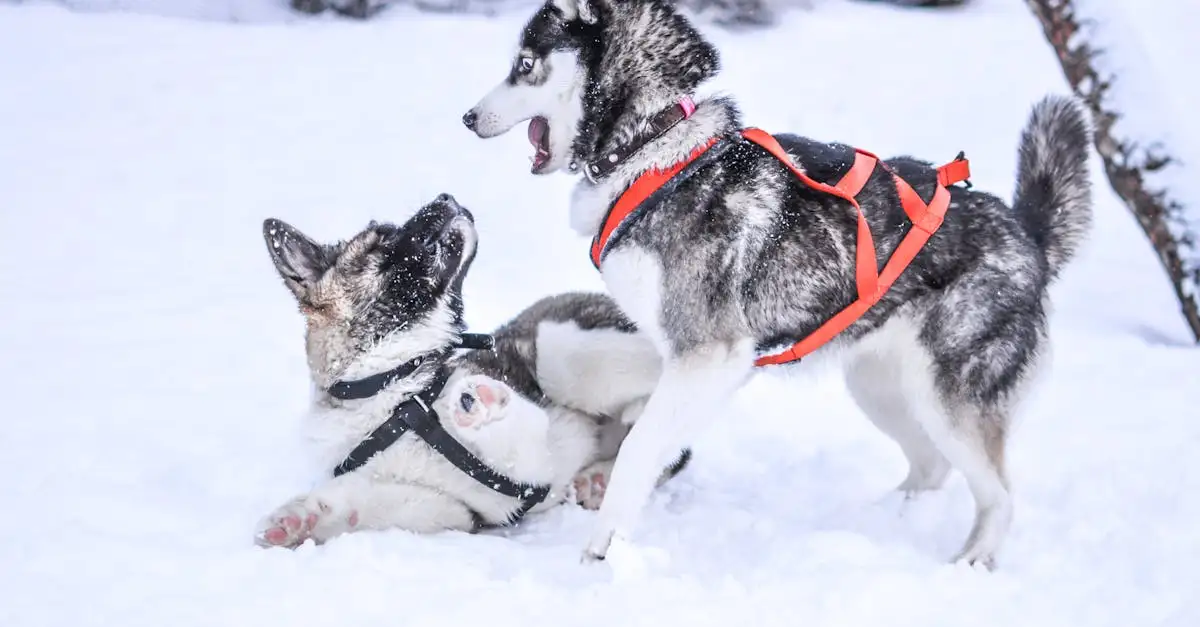 ¿Cómo se adaptan los Huskies a climas fríos?