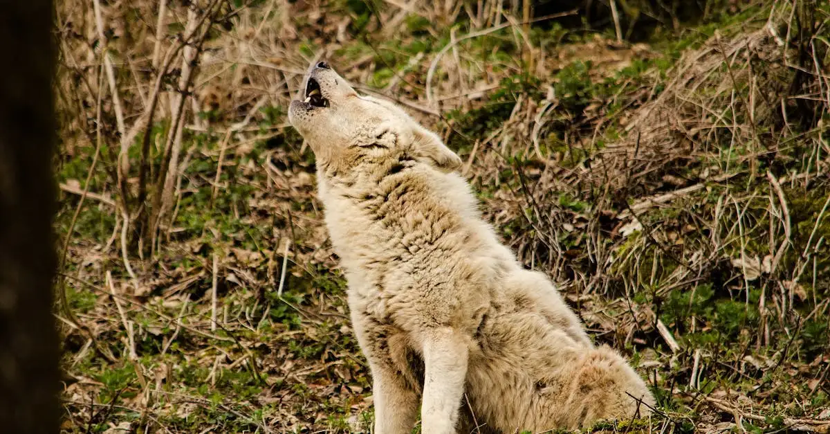 ¿Cómo se comunican los perros entre ellos? Descúbrelo aquí.