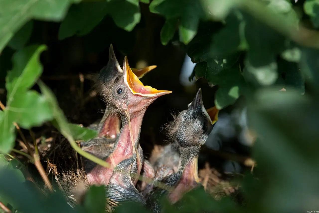 ¿Cómo se diferencian mirlos y zorzales de otras aves?