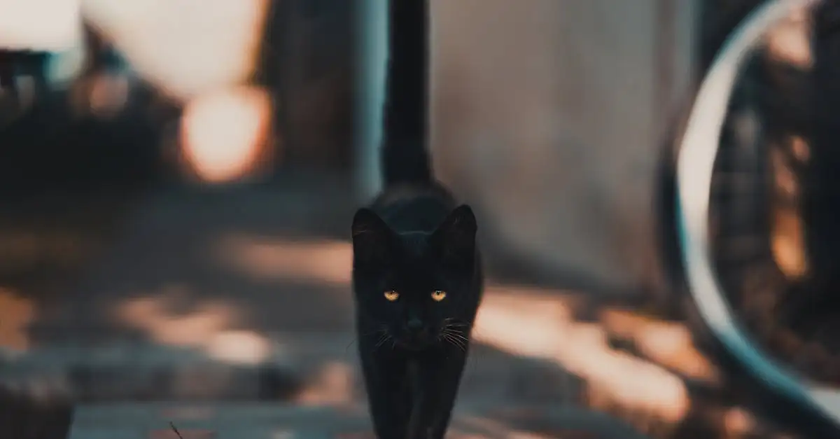 ¿Cómo sobrevivieron los gatos a la persecución y superstición?