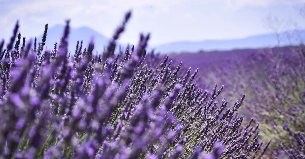 ¿Dónde encontrar campos de lavanda y gargantas en Francia?