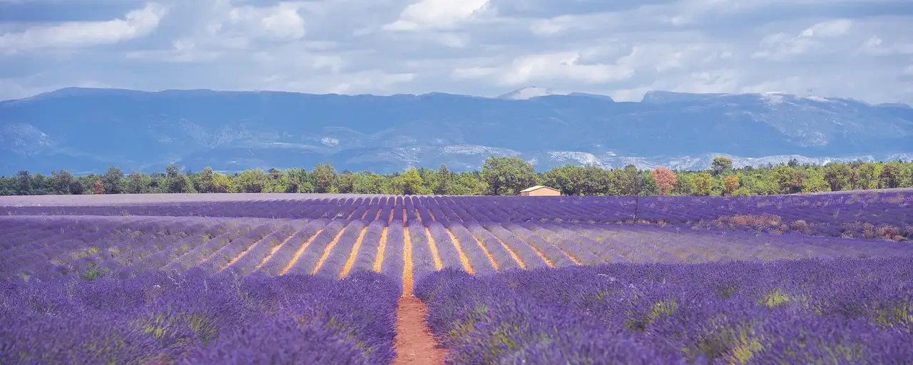 ¿Dónde encontrar los campos de lavanda más hermosos en Provenza?