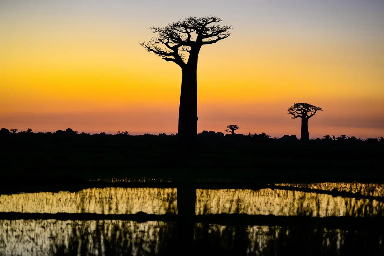 ¿Dónde ver los impresionantes baobabs en Madagascar?