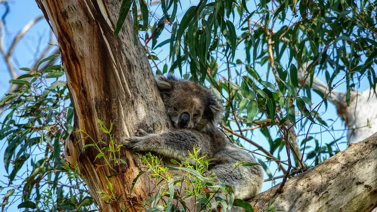 ¿Por qué los koalas prefieren las hojas de eucalipto?