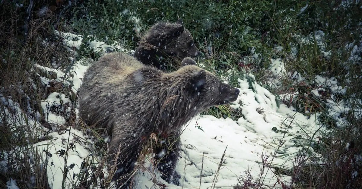 ¿Por qué los osos hibernan? Descubre su misterio aquí.