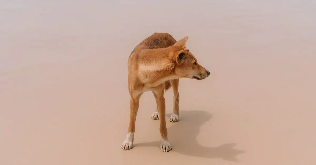 ¿Qué actividades disfrutar en Fraser Island, la isla de arena?