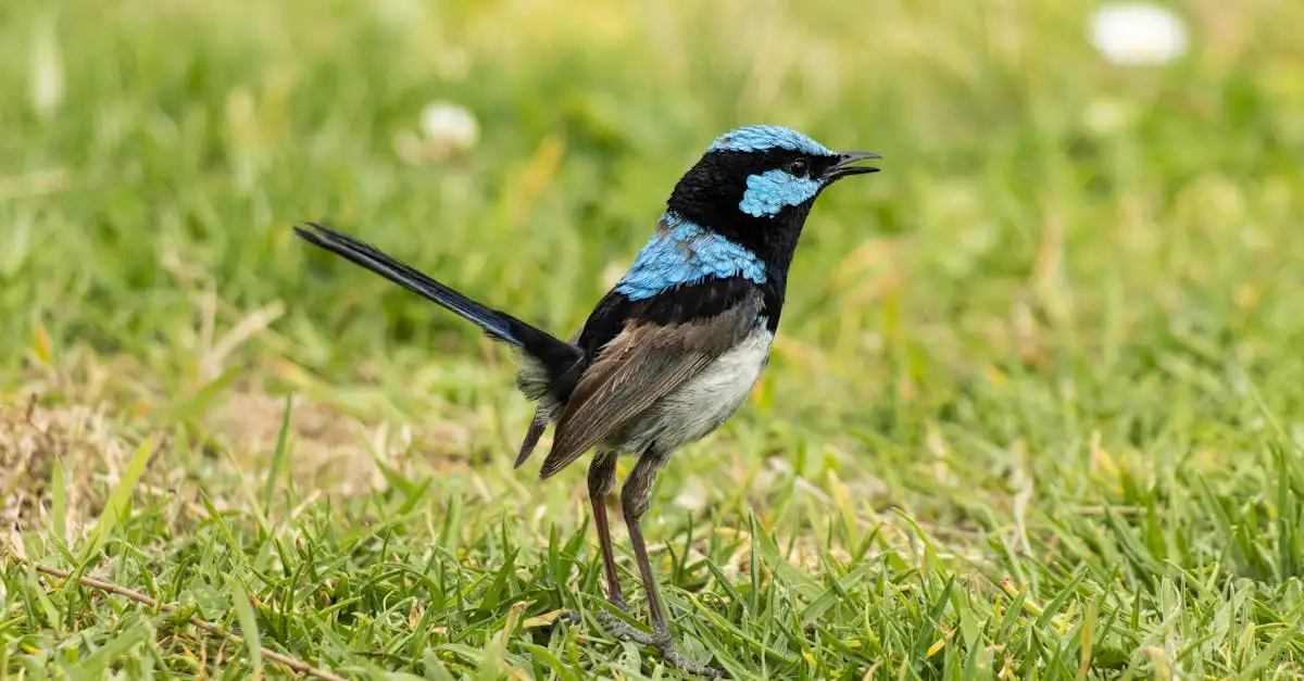 ¿Qué características destacan en las aves monógamas?