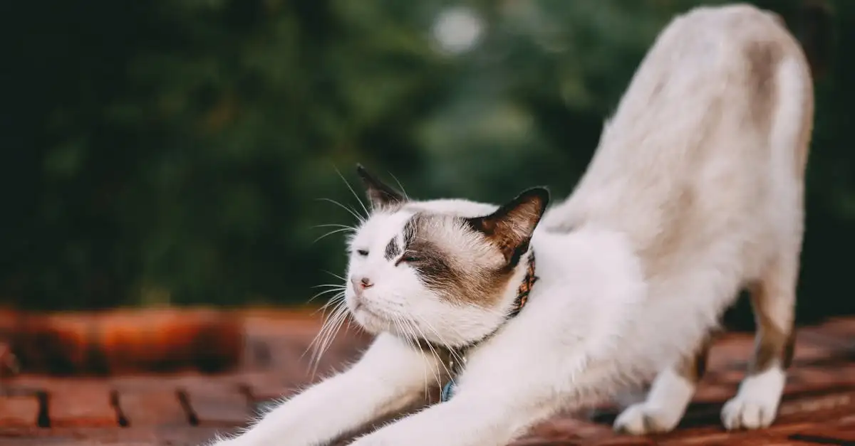 ¿Qué organizaciones apoyan el bienestar de los gatos?