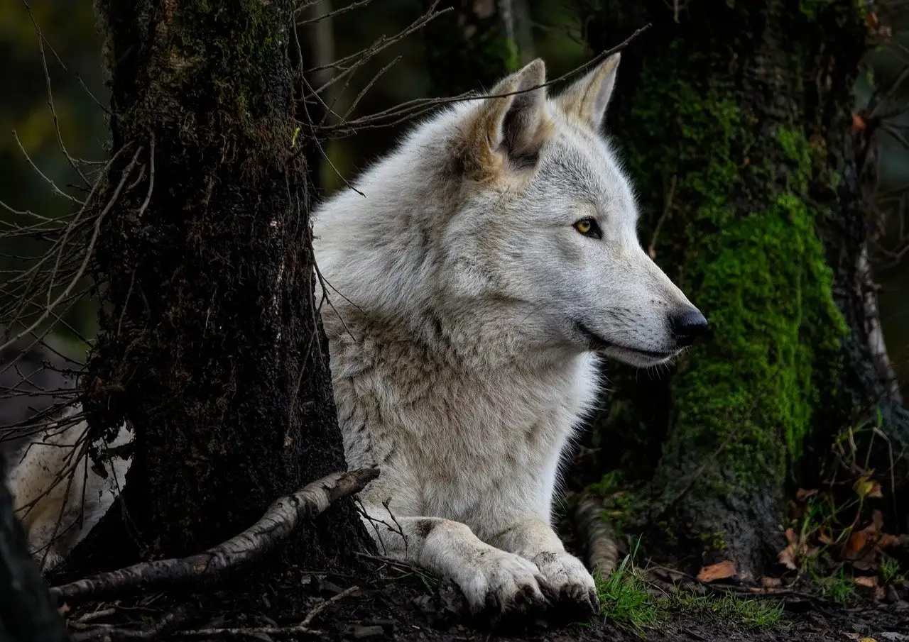 ¿Cuál fue el papel del lobo en la mitología celta?