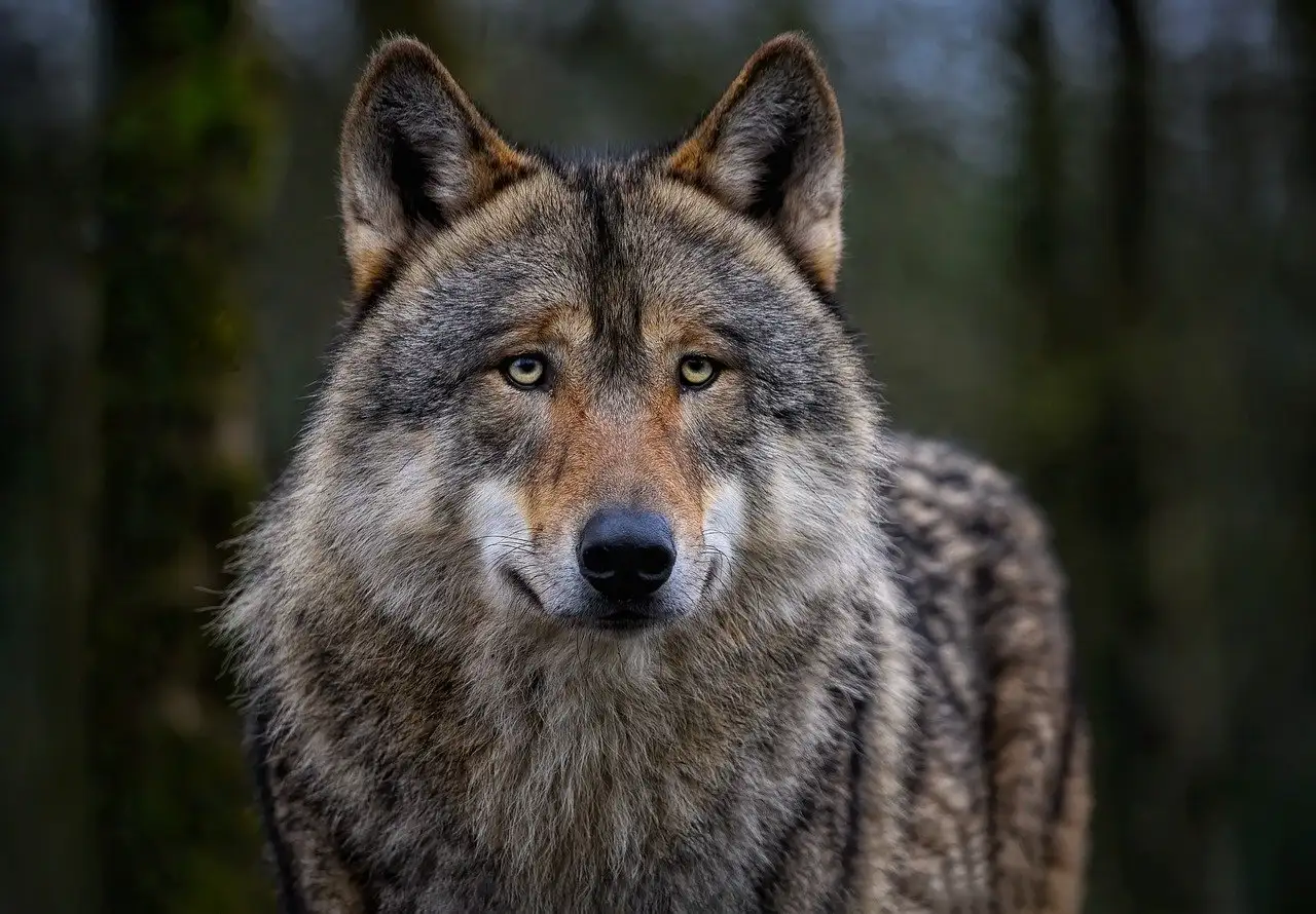 ¿Cuál fue el papel del lobo en la mitología celta?