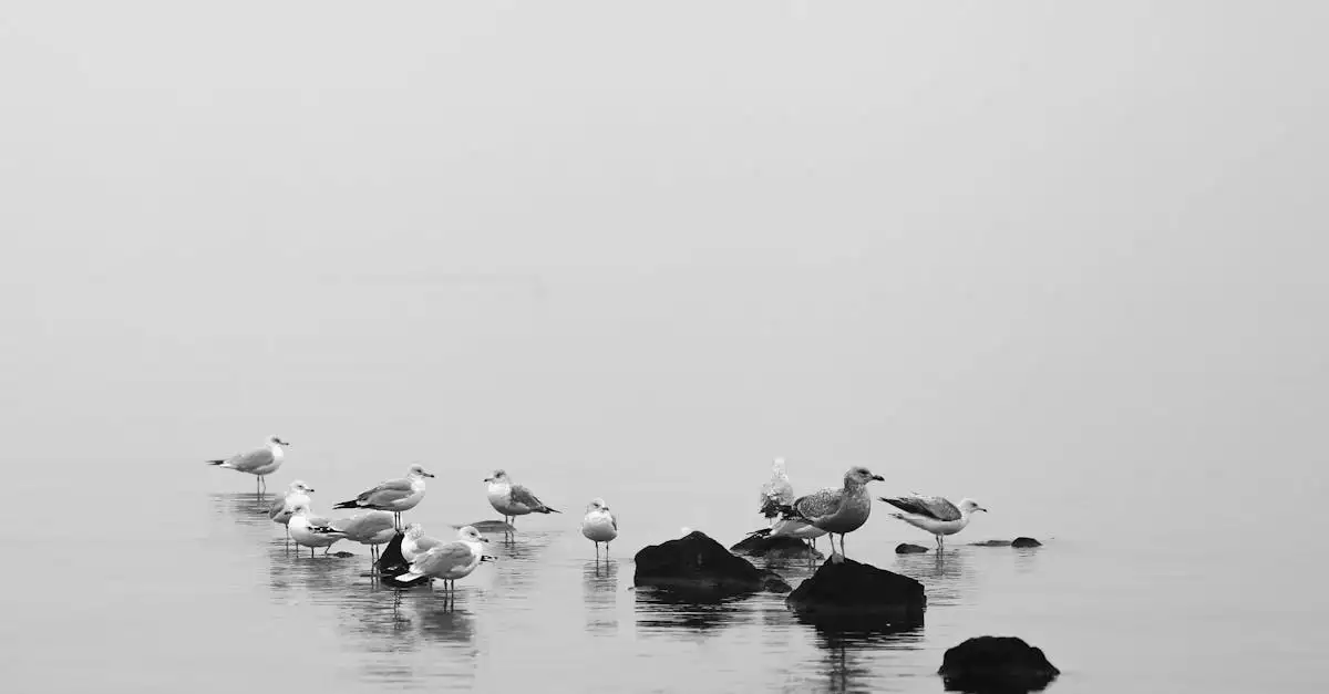 ¿Cuáles son las características de las aves marinas como albatros?
