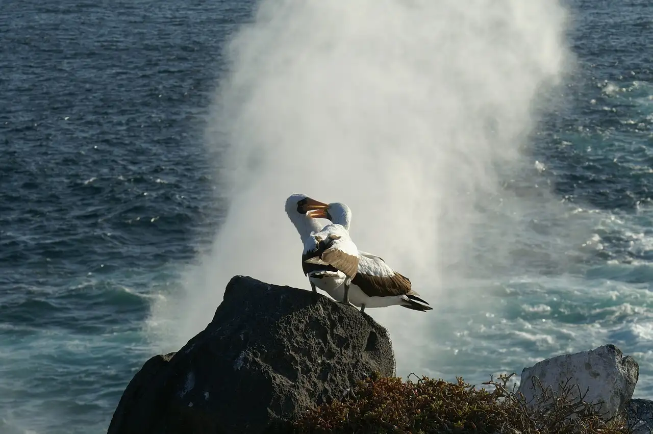 ¿Cuáles son las características de las aves marinas como albatros?