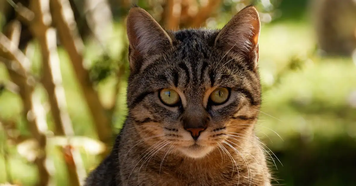 ¿Cuáles son las razas de gatos con pelajes largos más bellos?