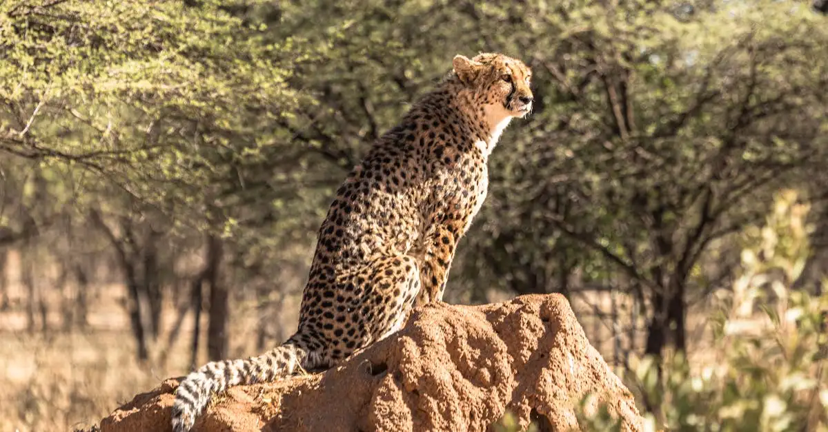 ¿Dónde viven los guepardos en Sudáfrica? Descubre el desierto.