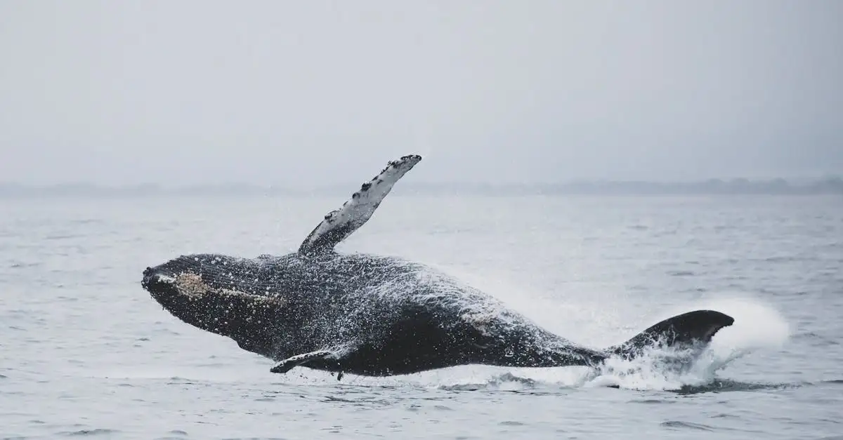 ¿Qué actividades disfrutar en la laguna de Walvis Bay, Namibia?