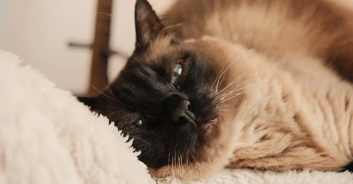 ¿Beneficios de la esterilización o castración en gatos?