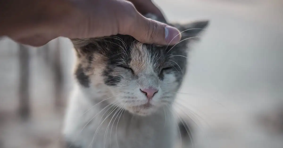 ¿Cómo contribuyen los gatos a la relajación y atención plena?