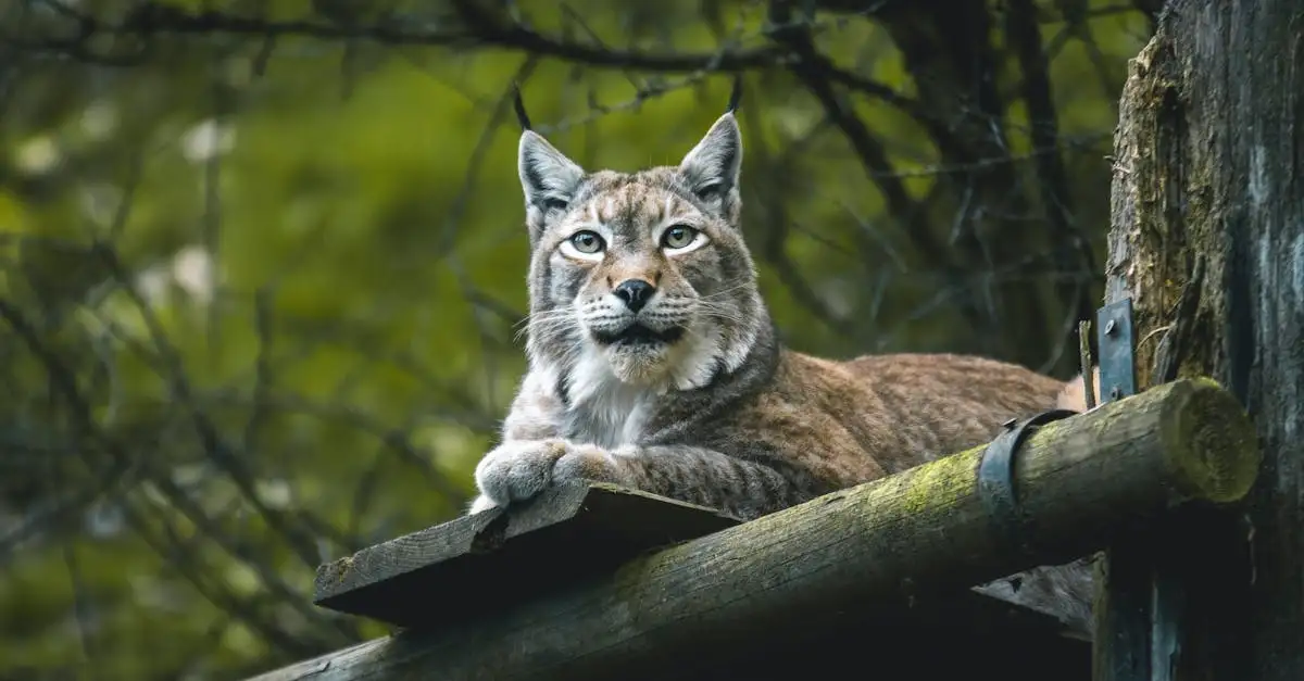 ¿Cómo defienden los linces su territorio eficazmente?