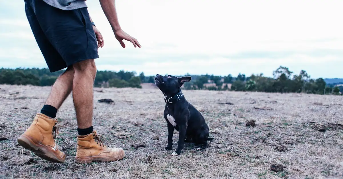¿Cómo ha cambiado el comportamiento de los perros a lo largo del tiempo?