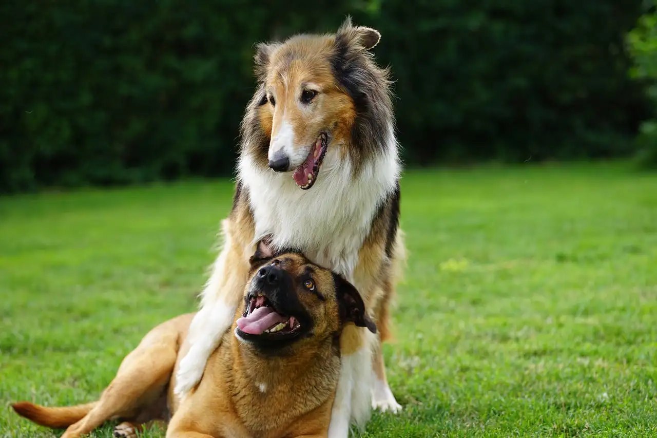 ¿Cómo ha cambiado el comportamiento de los perros a lo largo del tiempo?
