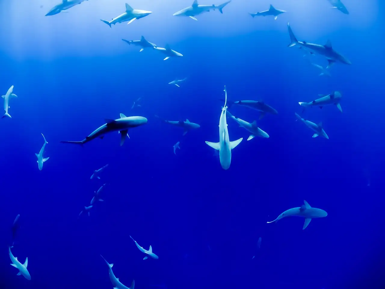 ¿Cómo los tiburones usan sus sentidos para cazar?