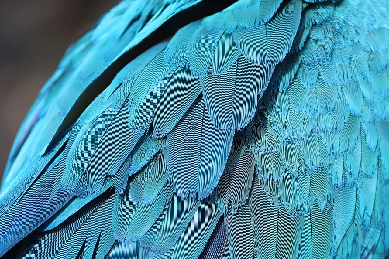 ¿Cómo usan los machos de pájaros del paraíso sus plumas?
