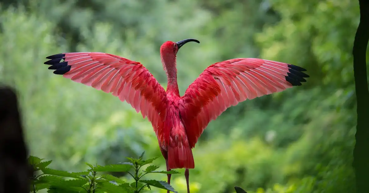 ¿Cómo usan los machos de pájaros del paraíso sus plumas?