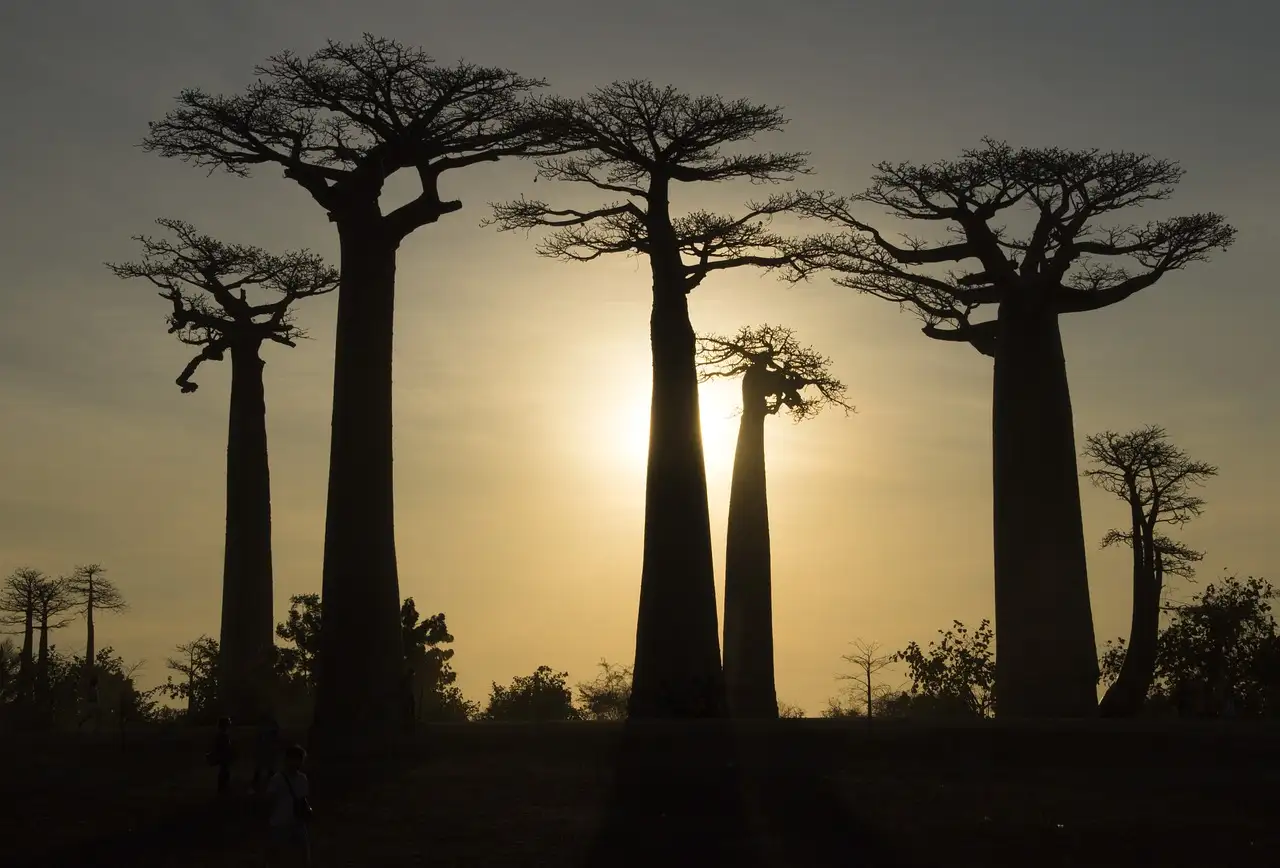 ¿Conoces la breve historia de Madagascar? Descúbrela aquí.